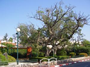 Sycamore Tree in Palestine